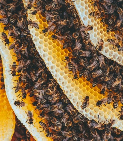 Detailed shot of honeybees on honeycomb showcasing nature's intricate patterns and teamwork.